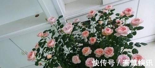 土壤|家庭常备的小苏打：这么养花，好处多多，现在知道也不晚！