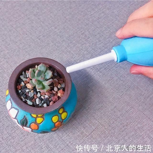 浇水|多肉盛夏“浇水经”1分钟学会,度夏不用愁,高温亦无忧