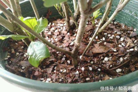 给花配土换盆的时候,4种东西别乱加,不然花卉难养好