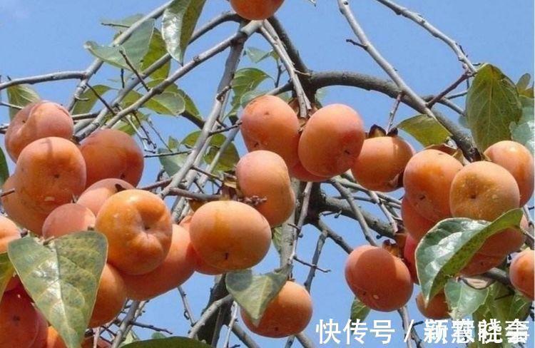 水果|农村院子栽6种树,寓意美好又旺宅,还能吃新鲜水果