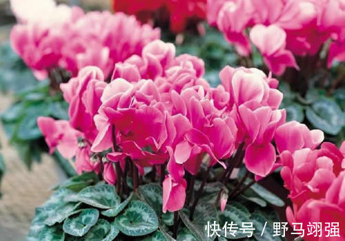 仙客来|室内养什么植物“风水”好?此6种盆栽,人养花,花亦养人