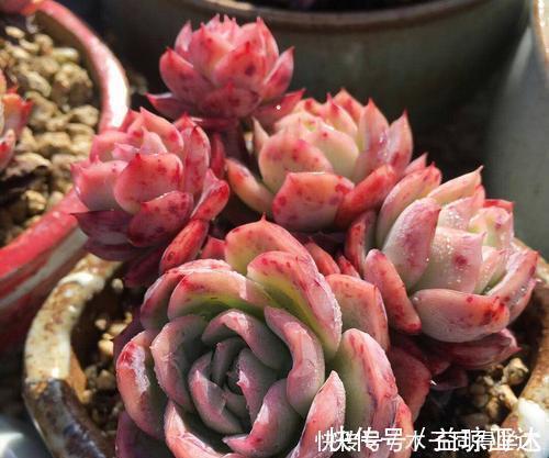 家里养多肉植物,掌握4个要点,立马变精神,叶片饱满上色美!