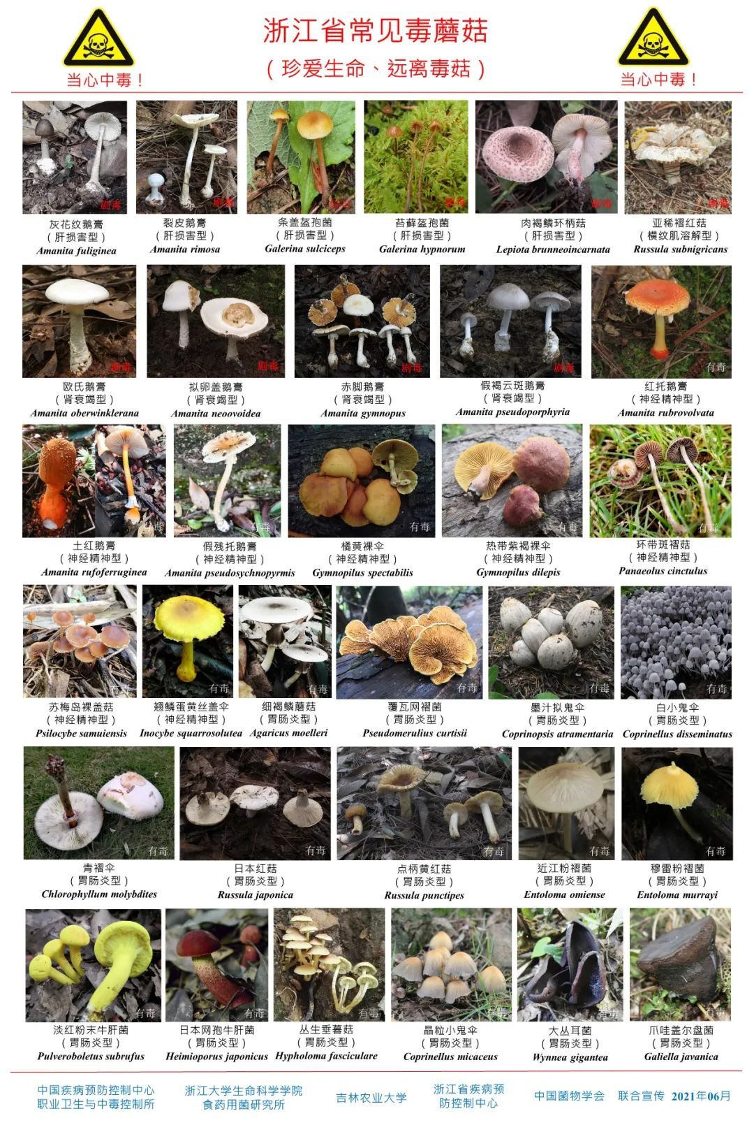 嘉兴|吃了野外采来的“白伞伞”,嘉兴20多岁情侣严重中毒救治希望渺茫!台风过后它们又将疯长,千万别采