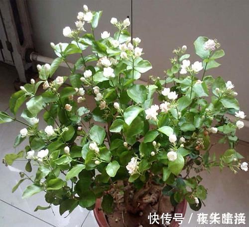 酸碱度|茉莉花有“3怕”,不知情的话,就会黄叶和落花,您别忽视