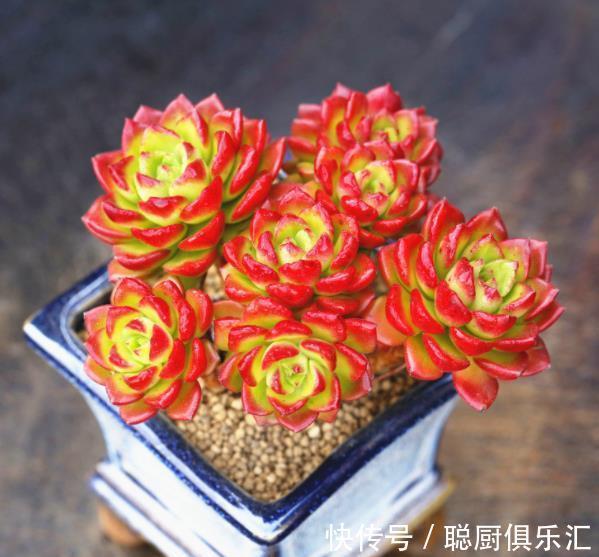 秋冬养多肉蒂亚，3件事狠狠做，叶片红艳惹人爱，养成漂亮小老桩