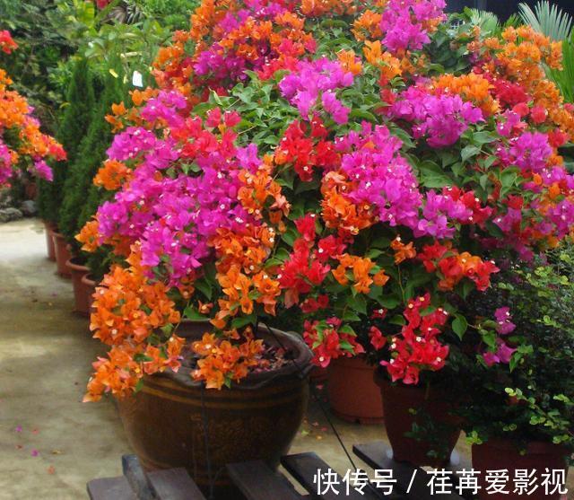 秋季盆栽三角梅，该如何保证枝干顺利开花？做到此4点就够了