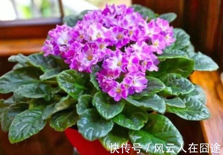 4种花好养易活,旺财又养人,个个美出状态,花朵迷人