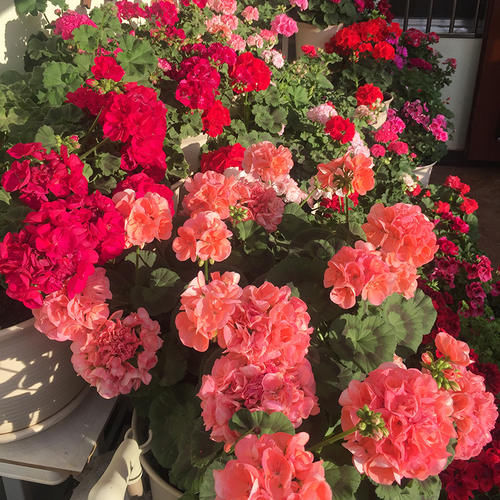 天竺葵“大山宫”，优秀的阳台盆栽花，好看又好养，冬天也有花看