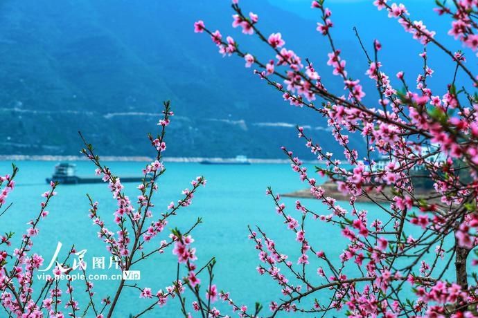 湖北秭归：三峡桃花开