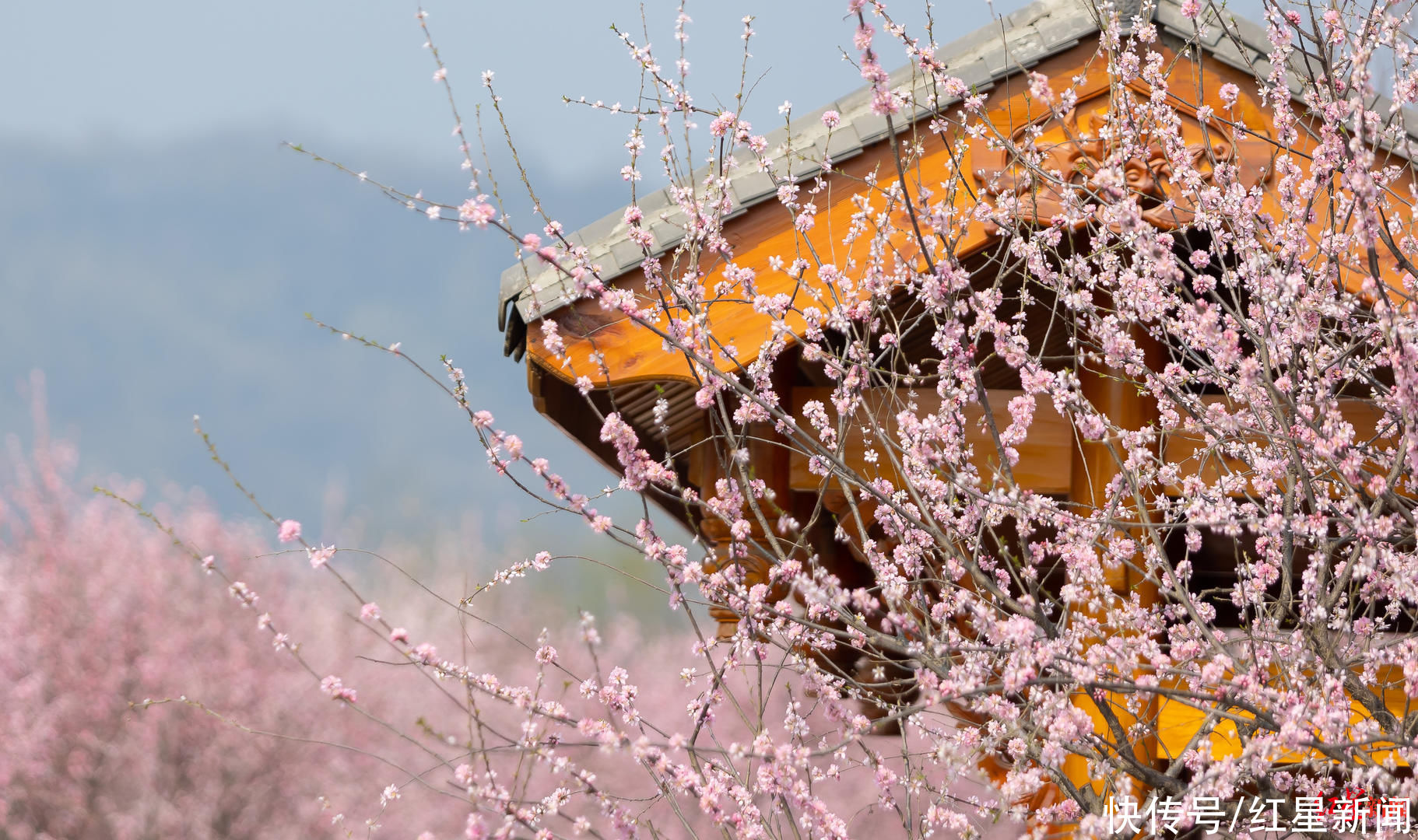 问花村为什么这么“火”？赏花热背后：生态“颜值”变经济“产值”