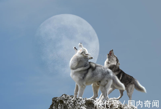 遇害$清朝奇案,猎夫上山打猎回家妻子遇害,凶手是谁县令妙计破案