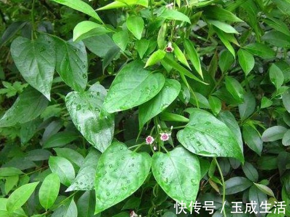 茜草科|这植物闻起来味道很特殊，识货之人能将其做成美食，来了解一下