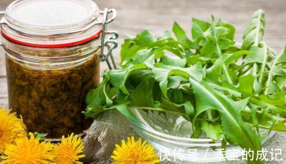 癌细胞|中医药又立功了吗？蒲公英48小时内杀死98%的癌细胞吗？查明真相