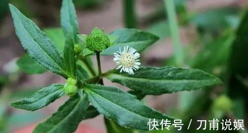 阳明|老中医推荐最有效的白发转黑方，仅2味药材泡水喝，补虚又乌发