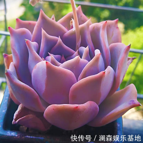 丽娜莲|想养多肉又怕徒长?选择3种不易徒长的多肉,好养又省心!