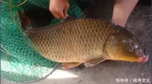 反而|注意了,搭配不当反而伤身!鱼不是你想吃就能吃的!