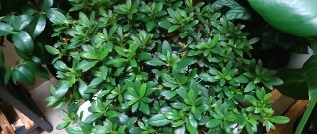 养花,什么情况下“不能施肥”看养花达人怎么说