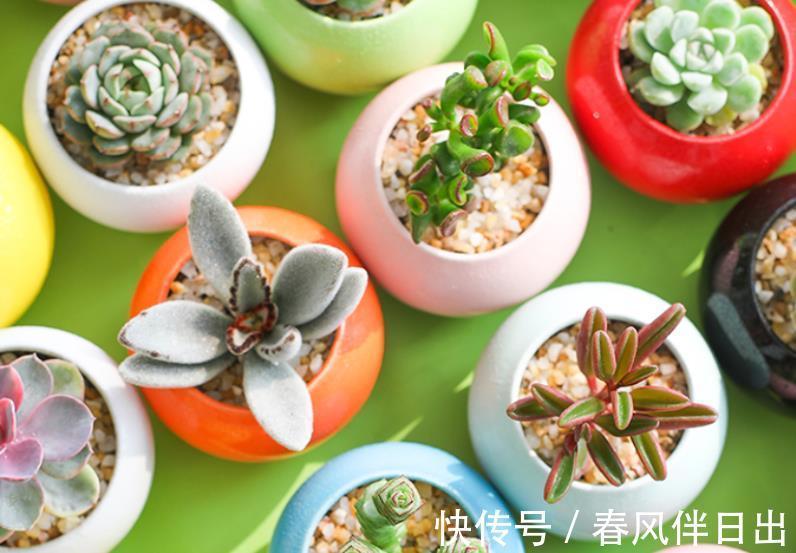 土壤|天凉了盆栽多肉,浇水不能大意,不然徒长烂根问题全上门