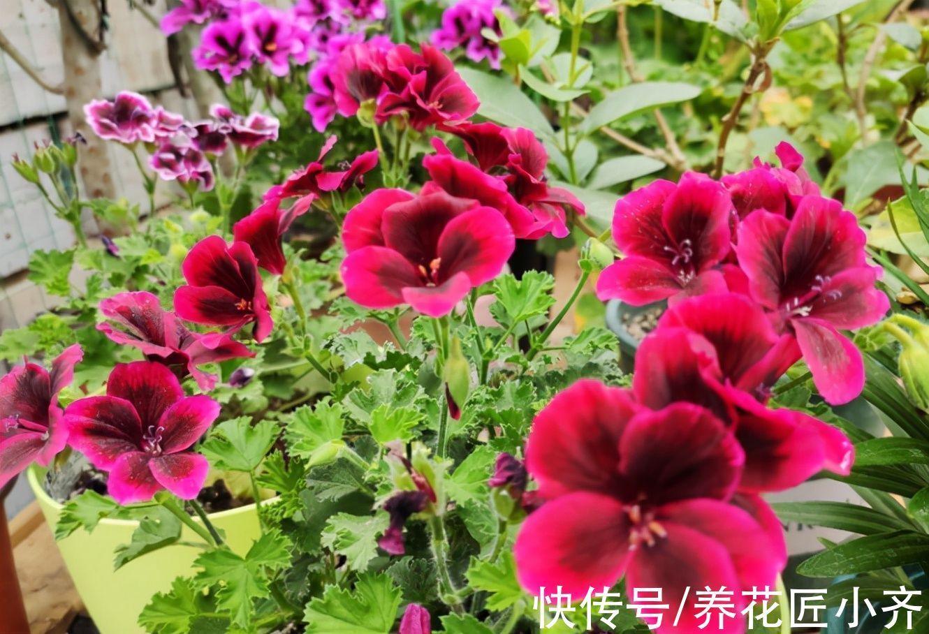 养花|养花出现叶片打蔫,浇水也不恢复,原因有2个,第2个原因最多