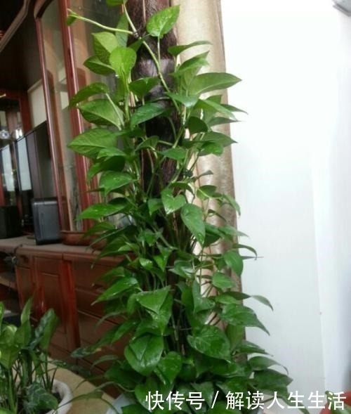 植物|养花13年,总结“6个”养花入门要点,三分钟看懂,养啥花都活!