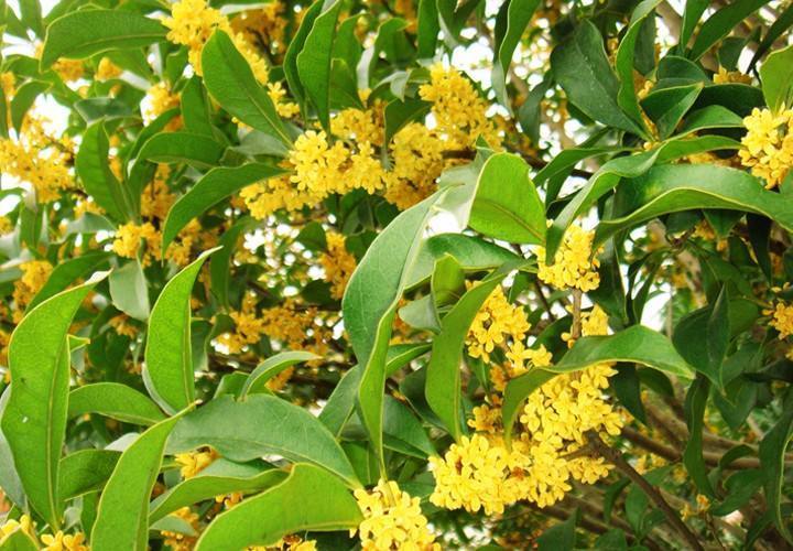 妇科炎症|女人常用此花泡水喝,皮肤好了,子宫干净了,远离妇科炎症