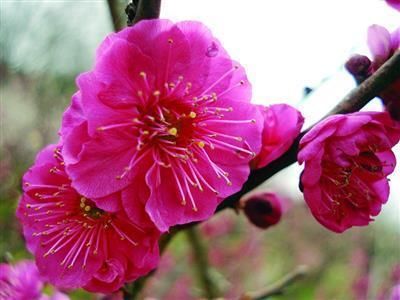 梅花山珍贵梅花 乌羽玉 盛开 快资讯
