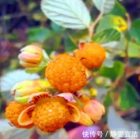 农村|农村山上这五大天然野果,吃过三种我服了,能全部说出名字算你狠