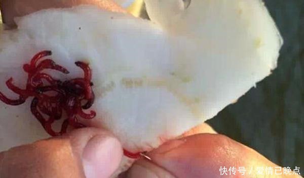 冬季钓鲫鱼,特效窝料和饵料配方汇总,助你大鲫鱼连竿上!