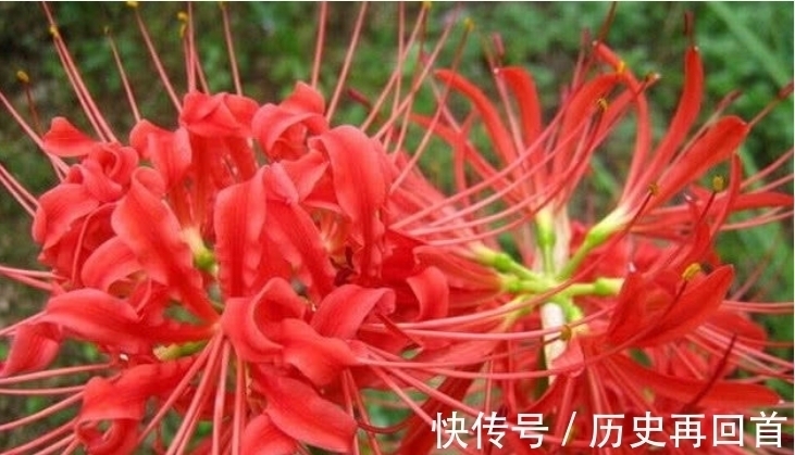 “4种花”别在家养 ，枝叶都有毒，尤其第3种，再漂亮也别养！