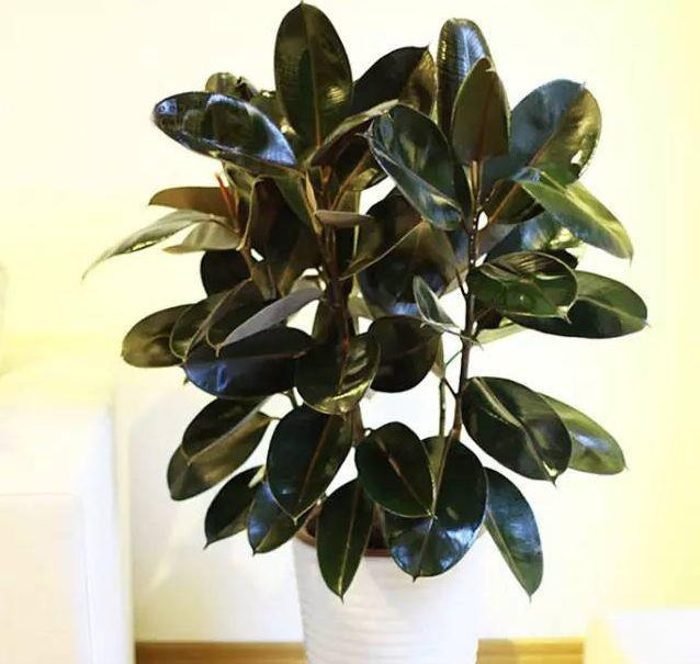 橡皮树|君子兰肥到流油,长寿花开不断,原来他用了这个小方法!