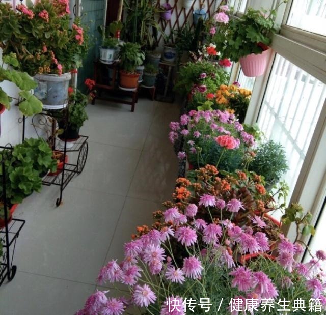 盆栽放阳台，别踩这4个“雷区”，否则耷拉、黄叶，死给你看！