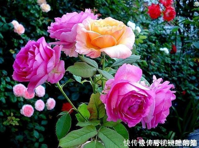 花色|20款紫色月季品种。浓香、抗病非常好养,天然紫色唯美盛开