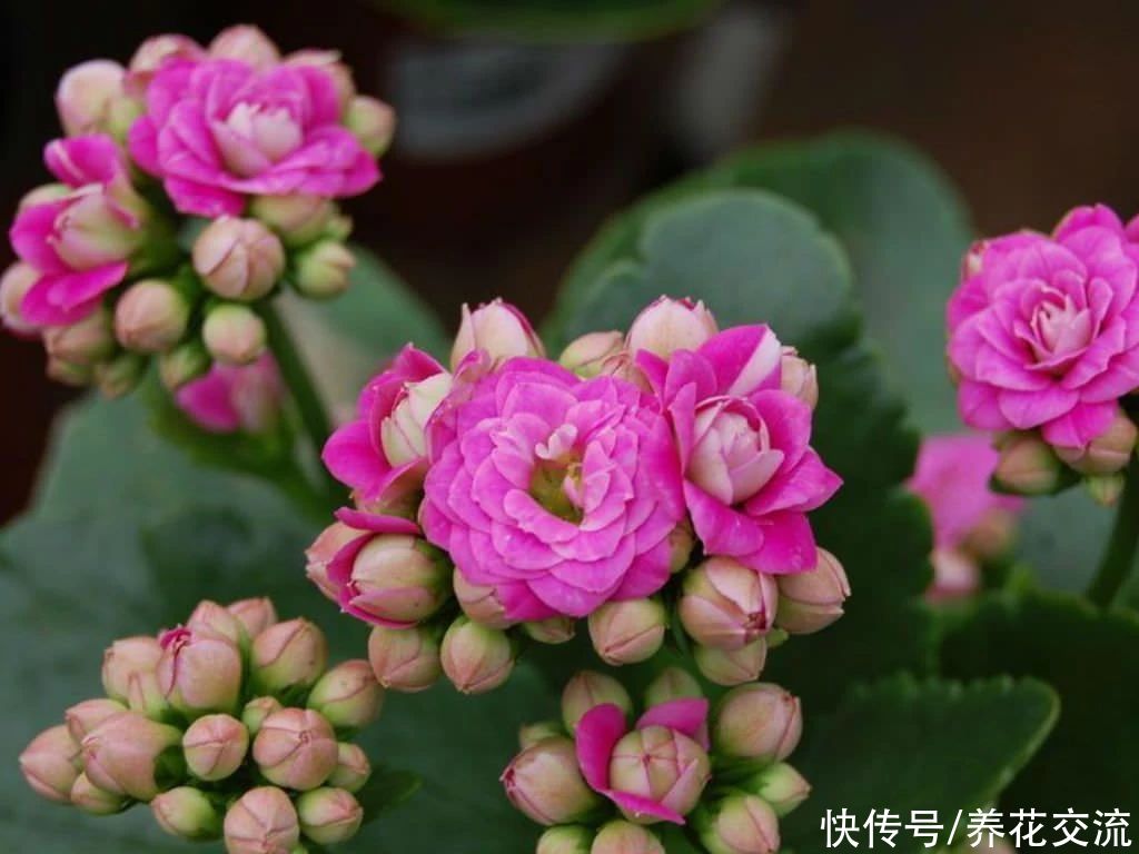 日照|满足短日照的环境,长寿花四季都在开花,神奇的开花型多肉植物