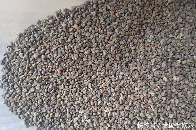 老年|一年采收7次,古代被稱為“百菜之主”,如今淪為野菜少有人吃