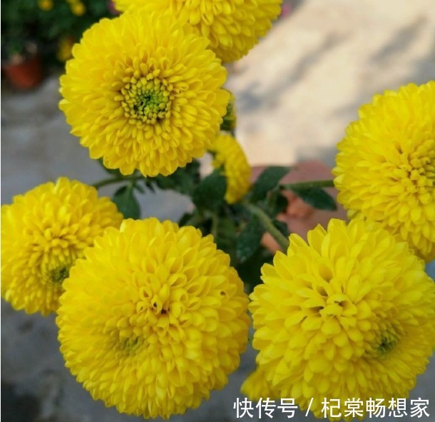 养花|新手养花,不如养盆花中精品“初乌”,厚重光泽,朴实华丽!