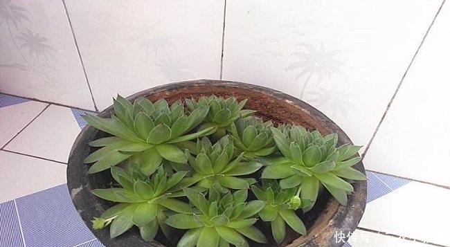 多肉植物观音莲怎么养可以爆盆?
