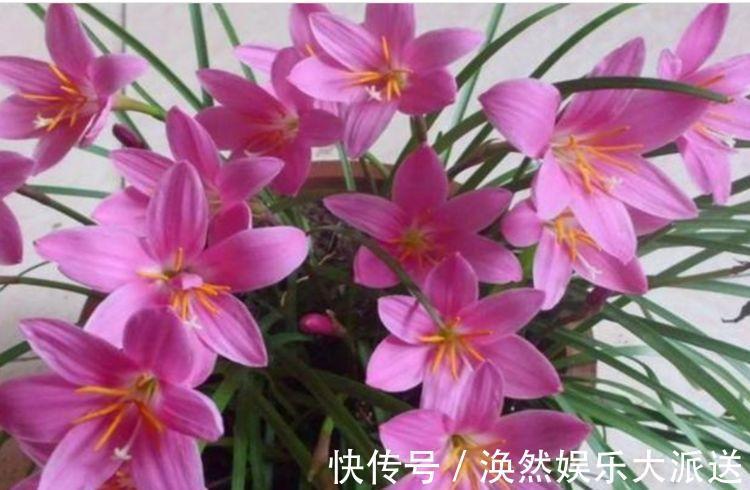 家里就养4种花,沾土就活,开花多、花期长,懒人新手都能养好!