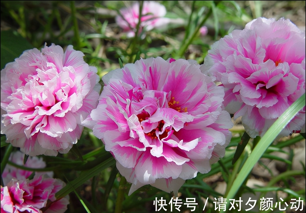 9种养不死的花,绿萝只能排最后,再养不活就剁手吧