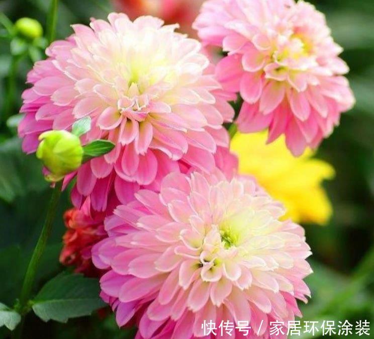 阳台养这几朵花,花开不断,一盆千百朵,枝头花苞满