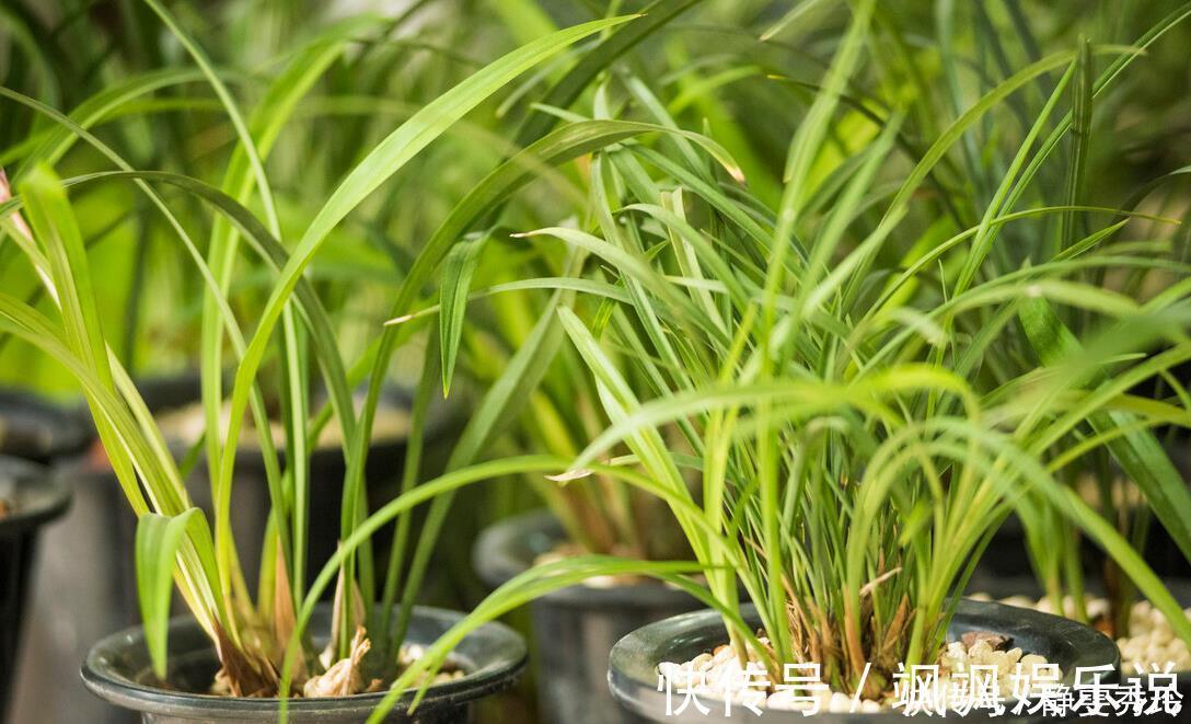 兰花翻盆:两花不翻、两水不浇、两肥不施,你做对了吗