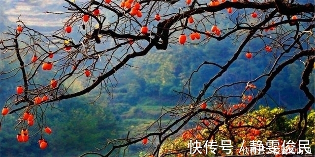 火棘花|古人讲“五花八门”，是哪五花和哪八门？被孩子问到可别答不上来