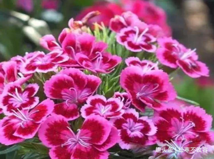石竹花|家里养这几款植物，给点水就长得好，招财进宝、财源滚滚