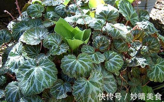 金线吊芙蓉|这一种长在岩缝的野草,人称“金线吊芙蓉”,能祛风还可以治风疹