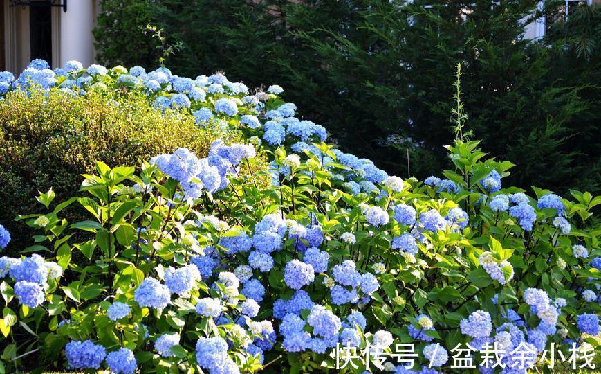 翻土|绣球开花更有劲，春季翻土施肥很重要