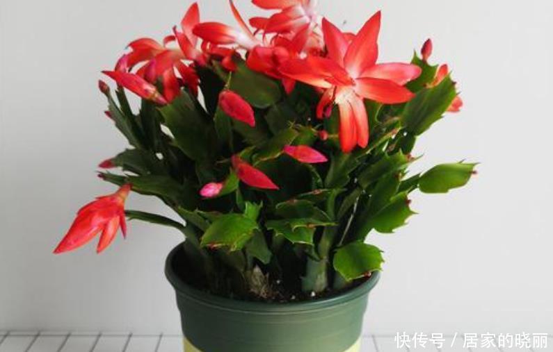 花苞|入冬了还不见蟹爪兰冒花苞,来几招催花好方法,立马就能见花苞