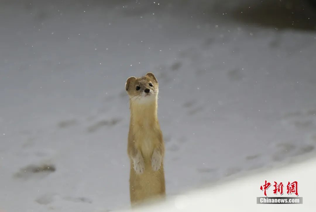 雪豹|这辈子一定要去趟这个公园 在这里“有种爱叫放手”