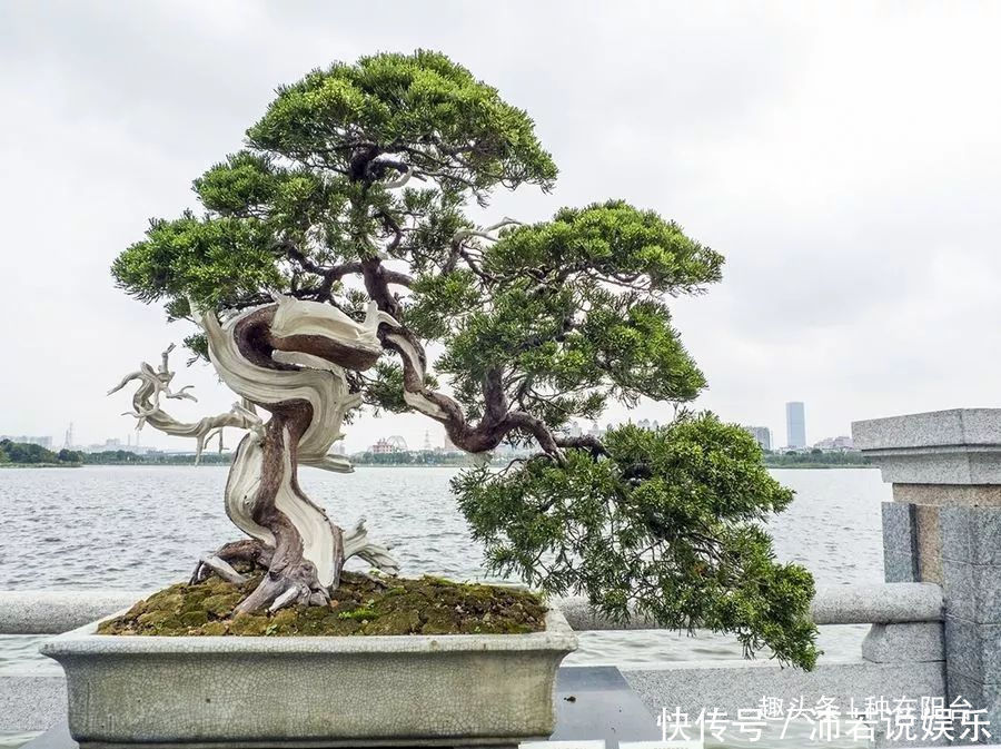 罗汉松芽|罗汉松芽接案例分享，台长教你玩出别出心裁的岭南盆景！