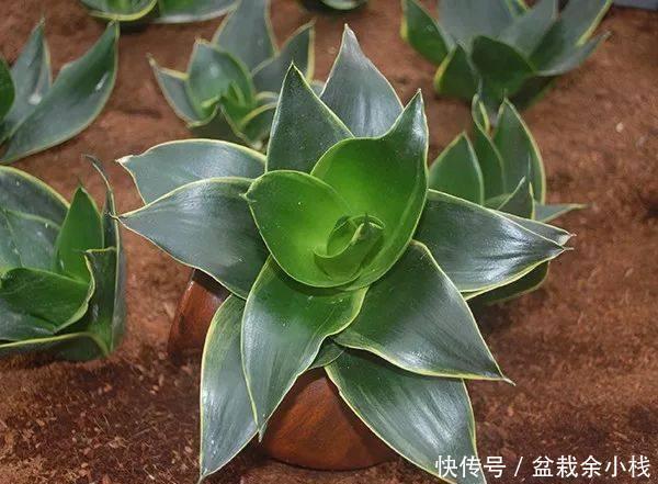 虎皮兰|虎尾兰原来有这么多的学问,以前都白养了