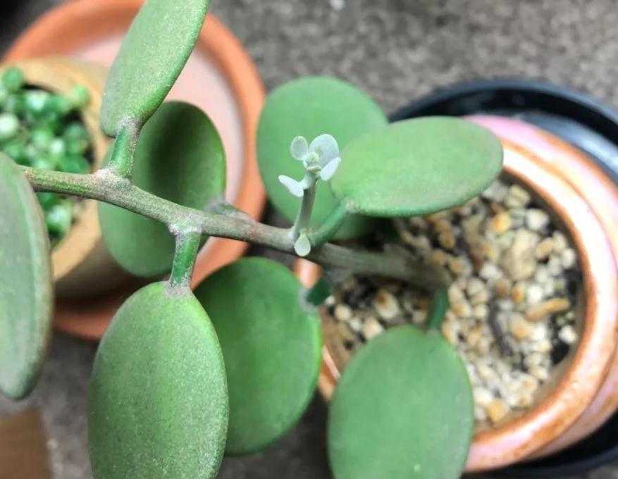 入冬前养多肉，弄懂4个问题，茎叶肥嘟嘟惹人爱