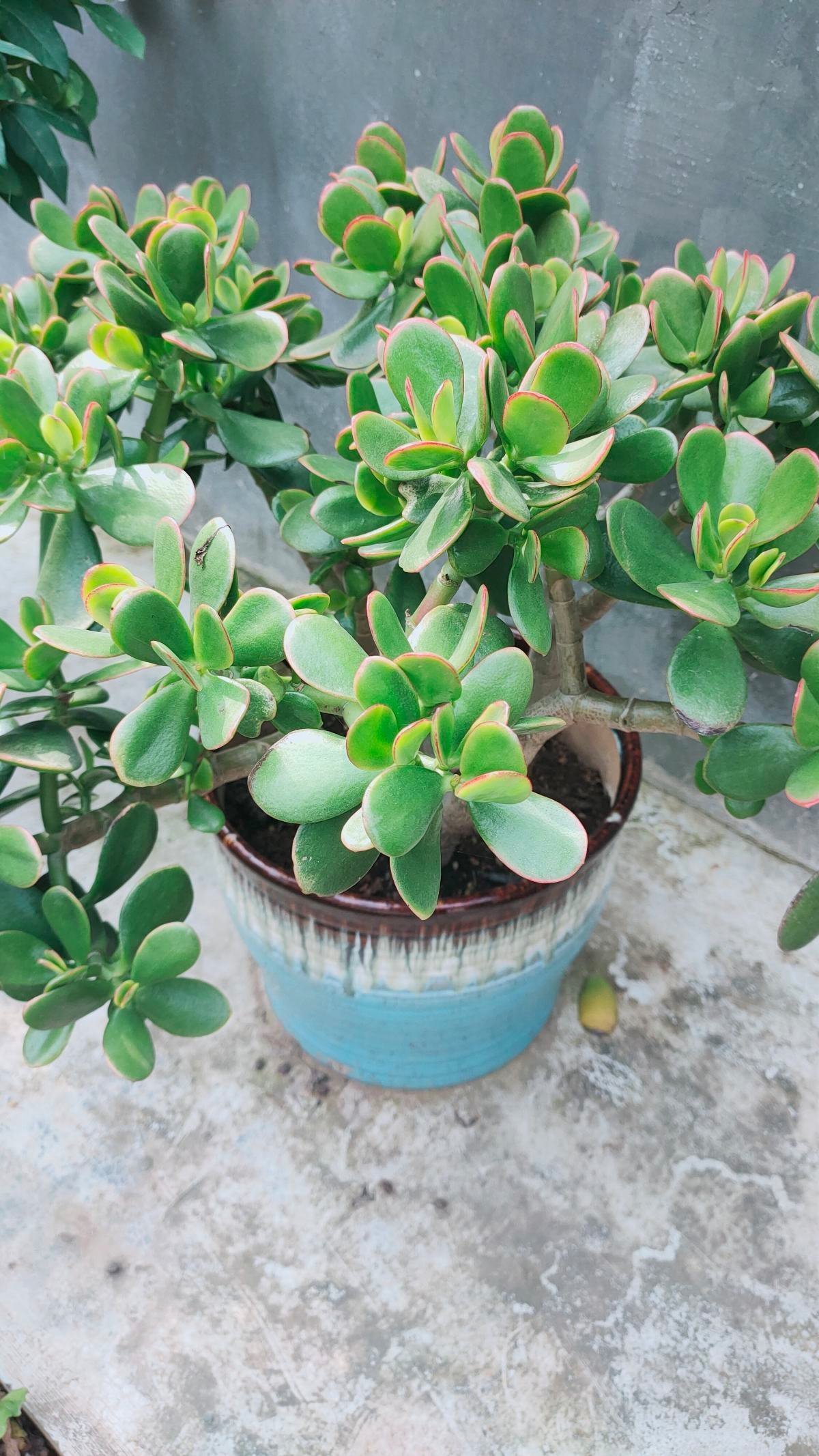 “吉树入吉宅,富贵自然来”,家里的6种树类盆栽,好看又吉祥